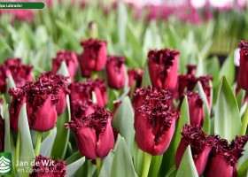 Tulipa Labrador ® (2)